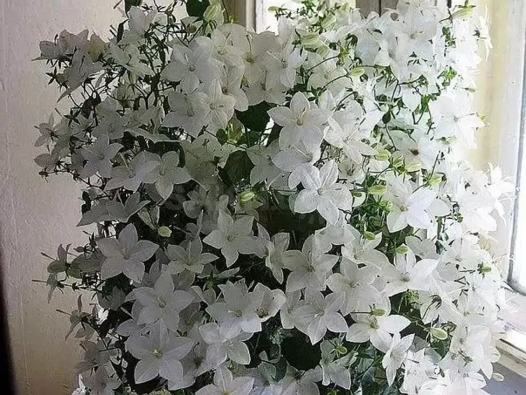 Богатая невеста цветок фото