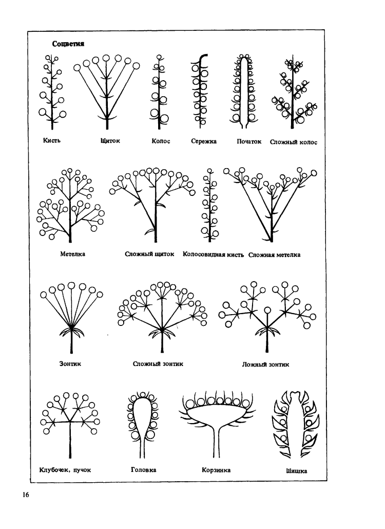 Рисунок соцветия кисть. Соцветия. Виды соцветий. Простое соцветие кисть. Примеры соцветий.