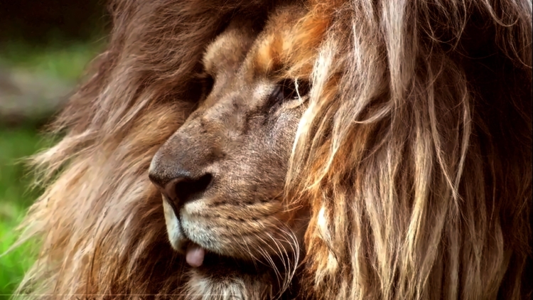 Искусственная грива Льва