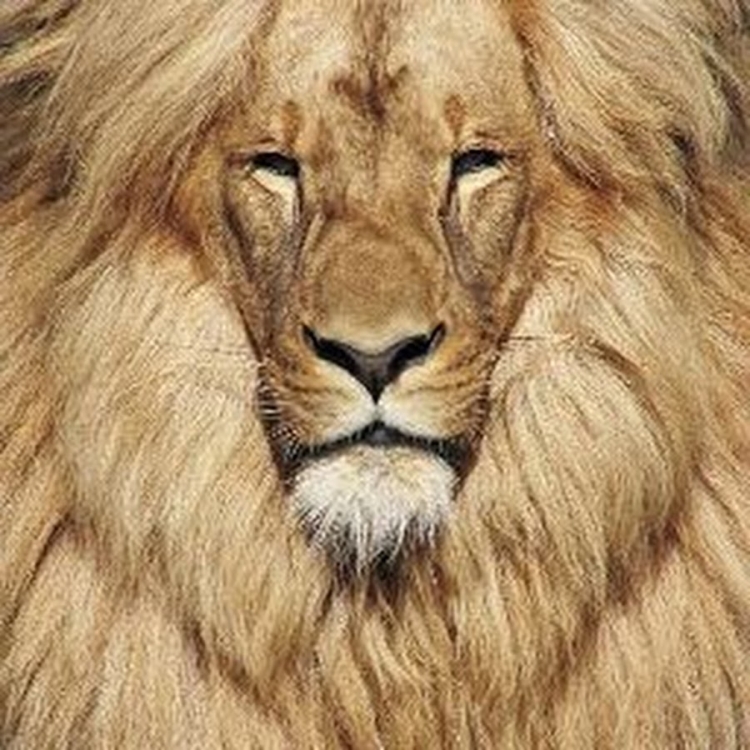 Мех Льва
